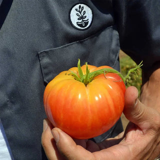 Heirsown • Heirloom Seed Vault Kit (35 Pack)