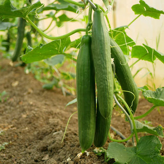 Heirsown • Heirloom Seed Vault Kit (35 Pack)